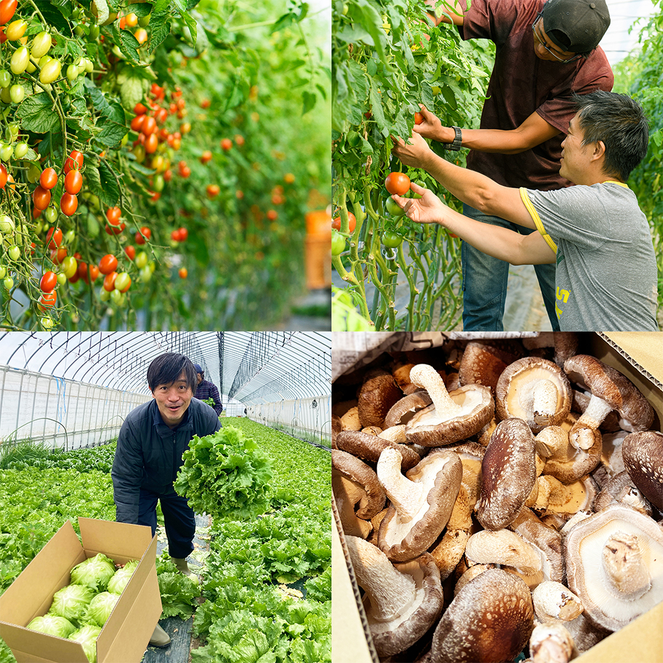 道産野菜、むかわ産のトマトやレタスの画像